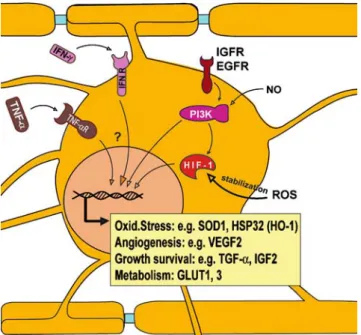 Figure 2 Ischemic preconditioning pathways in oligodendrocytes.