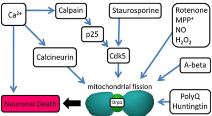 Fig. 4 Mitochondrial fission in neuronal death. Mitochondrial fission has been implicated in the pathogenesis of several neurodegenerative diseases