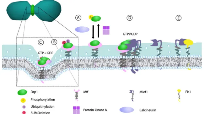 Fig. 2 Drp1 structure and posttranslational modifications. Drp1 is composed of a N-terminal GTPase domain, a middle domain and a C-terminal GTPase effector domain (GED), the latter—through impacting GTP hydrolysis—influencing Drp1 oligomerization