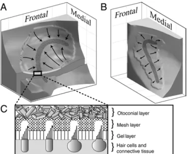 Fig. 1. View of the macular surfaces of left (a) utricle and (b) saccule.