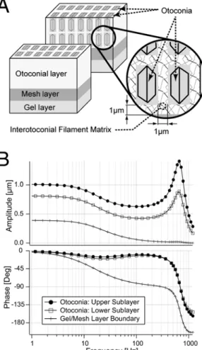 Figure 5 shows the model responses for the utricle. At the beginning the head is in an upright position