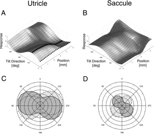Fig. 6. Maximum responses for tilts into diﬀerent directions, for utricle (left column, a) and saccule (right column, b)