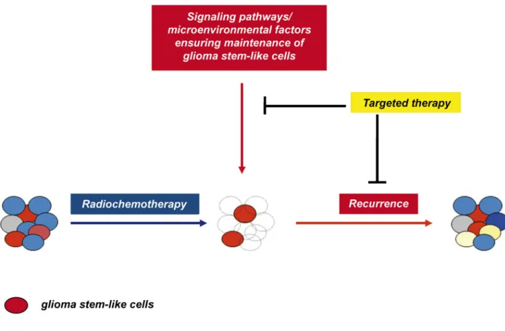Fig. 2 Conventional radiotherapy might only hit glioma bulk cells while glioma stem-like cells survive and are maintained by key components of the tumor microenvironment