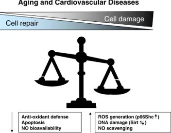 Fig. 1 With aging and cardiovascular diseases, the balance between noxious insults and protective systems is progressively lost favoring the development of endothelial dysfunction and vascular disease