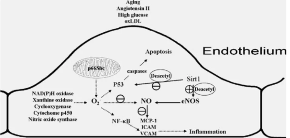 Fig. 4 Schematic representation of the endothelium and some of its key derived vasoactive substances