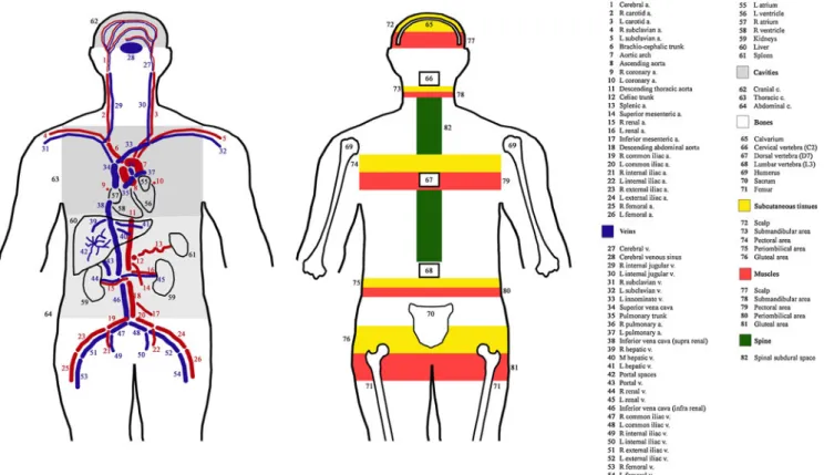 Fig. 1 Semiquantitative assessments of gas present in vessels, organs, parenchyma, cavities, bones, subcutaneous tissues, muscles, and subdural spaces