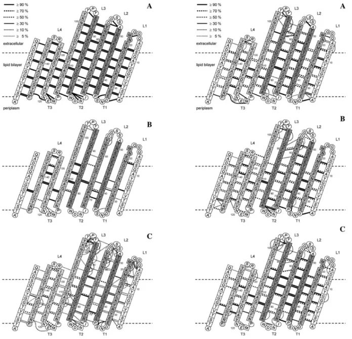 Fig. 9 Analysis of the intra-molecular backbone–backbone hydrogen bonds in the three MD simulations