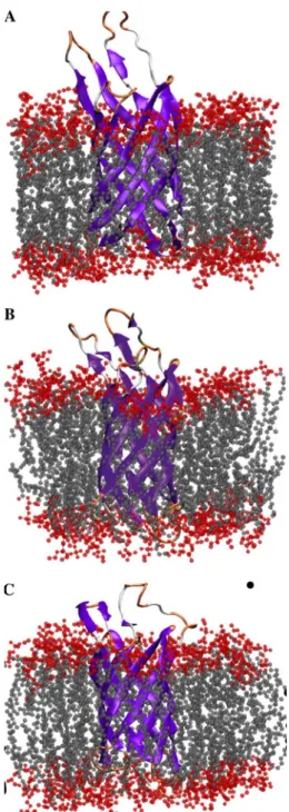 Fig. 2 OmpX protein inserted in a lipid bilayer. The structure shown here corresponds to the NMR structure 15 (Ferna´ndez et al
