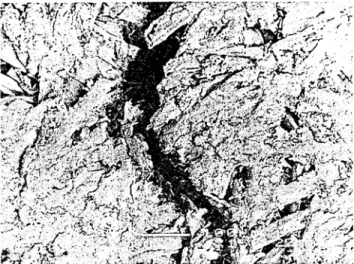 Fig. 6.  Fracture surface  of MDF examined by SEM  (photo  made  by E.  B~iucker, TU Dresden) 