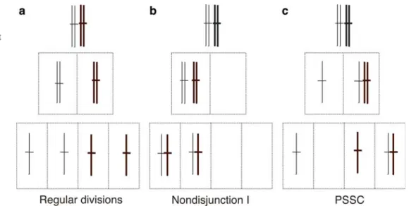 Fig. 2 Meiotic chromosome segregation errors. a Regular meiotic chromosome