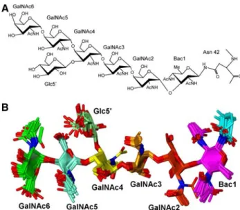 Fig. 5 a Scheme of N-glycan of C. jejuni and b structural ensemble of the same sugar superimposed on the heavy atoms of all saccharides