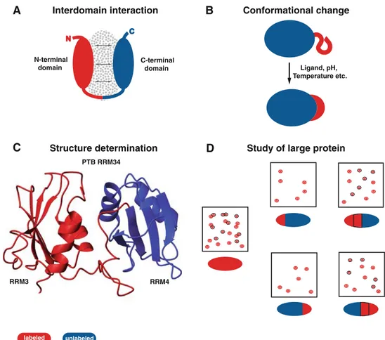 Fig. 2 Schematic illustration of the NMR applications of segmental isotope labeling for proteins a Interdomain interaction studies b Studies of induced conformational changes of protein segments c Structure of the PTB RRM34 determined using data from a seg