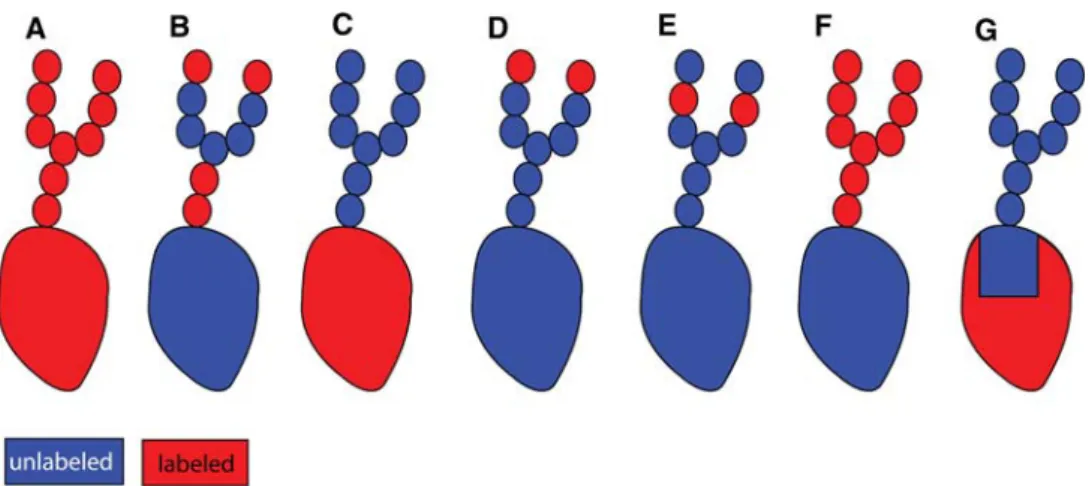 Fig. 3 Classification of the different possible labeling schemes of glycoproteins: a uniform labeling, b residue specific labeling, c segmental labeling in which the glycan is unlabeled and the protein labeled, d residue specific labeling of the non-reduci