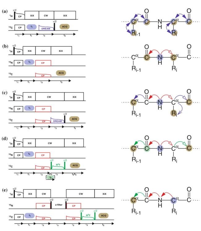 Figure 1. Schematics of the pulse sequences used in the assignment of the resonances and schematic drawings of the polarization- polarization-transfer pathway in the protein backbone and side chain