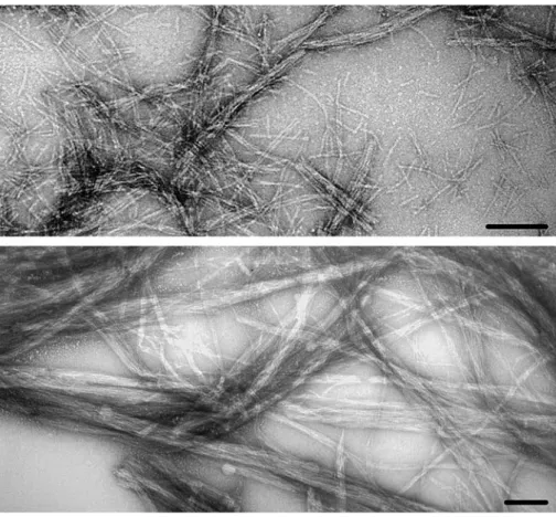 Figure 2. TEM micrographs of negatively stained HET-s(218–289). Fibrils were branched oﬀ the sample which was centrifuged into the 2.5 mm MAS rotor