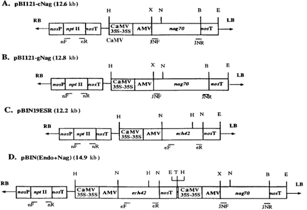 Figure 1. T-DNA of: (A) plasmid pBI121-cNag containing the cDNA of nag70. (B) plasmid pBI121-gNag containing the genomic DNA of nag70