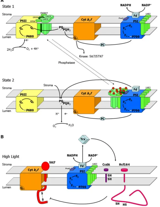 Fig. 1 Model for state transitions in the thylakoid membrane. A The redox state of the PQ pool determines state transitions