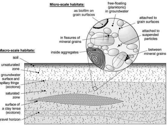 Fig. 1 Schematic illustration of ecological macro- and micro-scale habitats for microorganisms in a