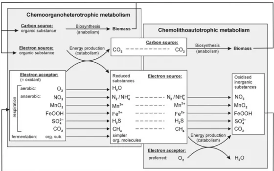 Fig. 3 Simplified illustration of the metabolic pathways of microorganisms in aquifers