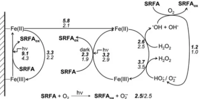 Figure 5. Pathways of light-induced transformations of Suwannee River Fulvic Acid (SRFA) in irradiated, aerated systems,  contain-ing initially 40 mM Fe in the form of lepidocrocite (g-FeOOH) and 10 mg L 1 SRFA