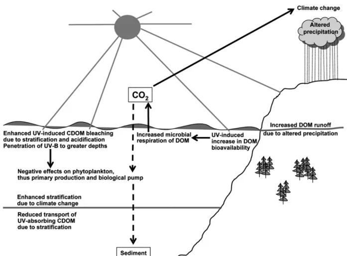 Figure 7. Potential combined effects of UV radiation and climate change on aquatic source (solid arrows) and sink (dashed arrows) terms of atmospheric CO 2 