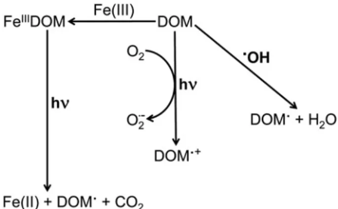 Figure 2. Pathways of light-induced transformations of DOM;