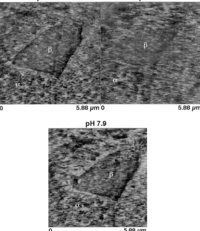 Figure 4 Friction force images at different pH values of coarse Ti6Al7Nb surfaces.