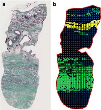 Fig. 2 a Histology of the urogenital diaphragm, ×10 magnification, Goldner staining. b Representation of the points counted using the Cavalieri estimator to estimate the sectional areas associated with connective tissue (dark gray/blue), smooth muscle (lig