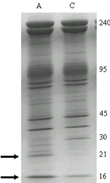 Fig. 2 SDS-PAGE (Laemmli 5–15% linear gradient) of 15 μg ghosts after staining with Coomassie blue