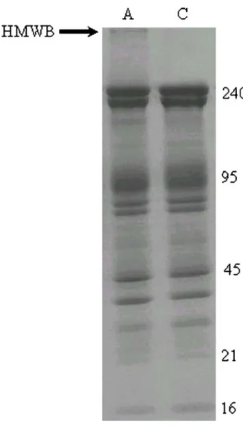 Fig. 4 SDS-PAGE (Laemmli 5 – 15% linear gradient) of 15 μ g ghosts after staining with Coomassie blue