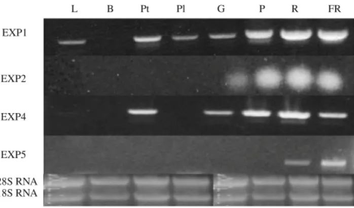 Fig. 2 Tissue-specific expression profile of expansin genes. Total RNA was extracted from leaves (L), buds (B), petals (Pt), petioles (Pl), and from green (G), pink (P), red (R) and fully ripe (FR) fruit.