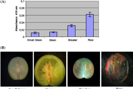 Fig. 7 a GUS enzyme activity in the tomato fruits agroinjected with the LeProE8 constructs.