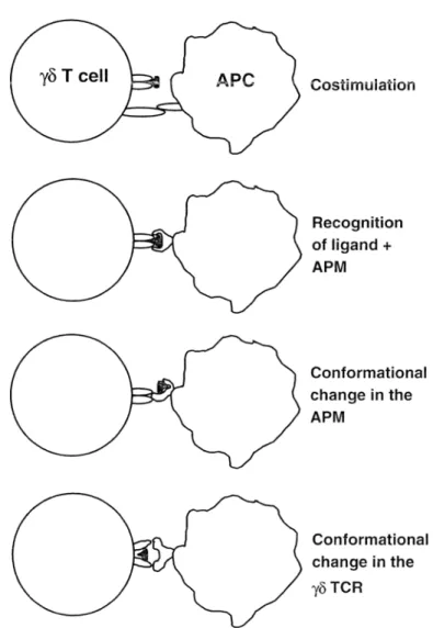 Fig. 1. Four possible models of interaction between 7~ T cell receptor, stimulatory ligand and putative an-  tigen-presenting molecule  (APt!4&#34;)  are shown  (APC antigen-presenting cell) 