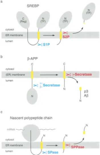 Fig.  la-c.  Transmembrane segment cleavage is part of a two-step  process, a Processing of SREBR S1P cleaves SREBP in the lumenal  loop between the  regulatory domain  (Reg)  and the  transcription  factor domain (TF)