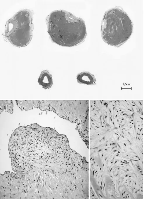 Fig. 2 Histological