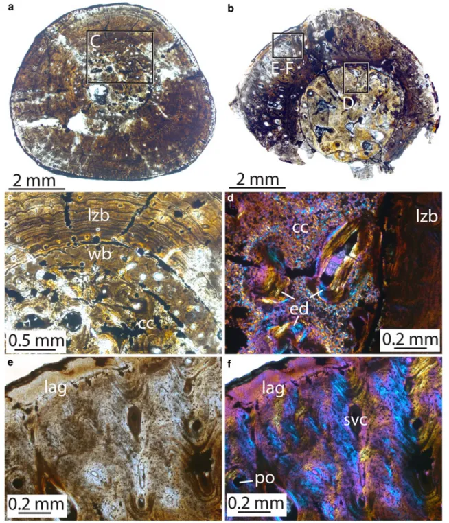 Fig. 2 The microstructure of the long bones of Ceresiosaurus.