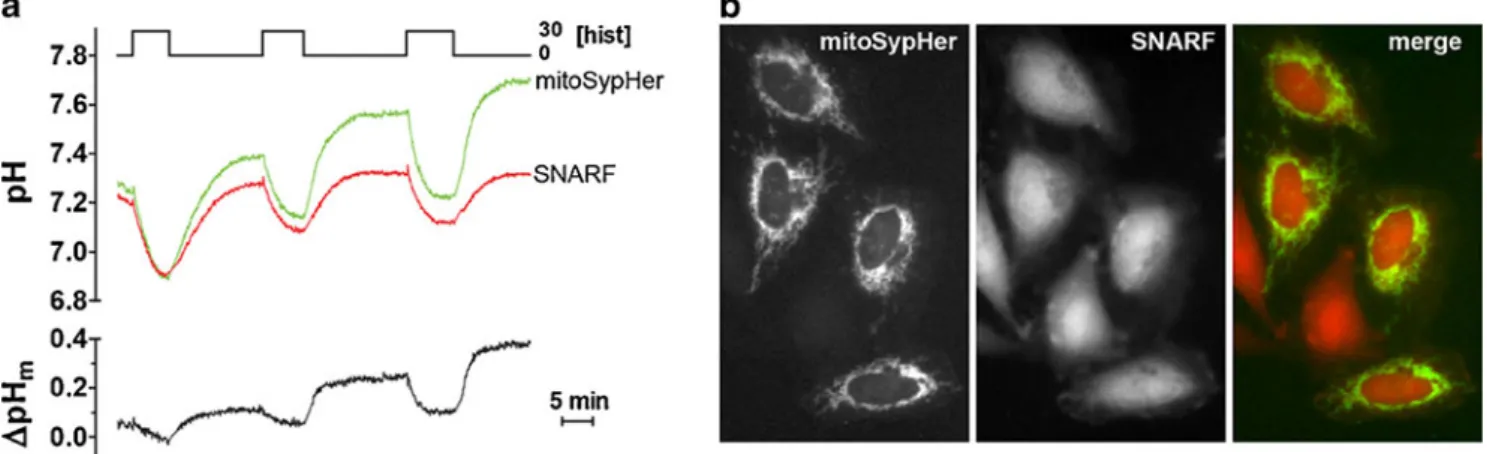Fig. 2 Dynamic recordings of Δ pH m . Mitochondrial pH was moni- moni-tored at 37°C in HeLa cells transfected with mitoSypher and loaded with 5-(and 6)-carboxy-SNARF-1 to monitor cytosolic pH  simulta-neously on an epifluorescence microscope