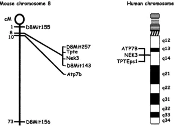Fig. 2 Mapping of mouse Tpte. The human chromosome 13q14.2- 13q14.2-q21 and its homologous region on mouse chromosome 8 are shown