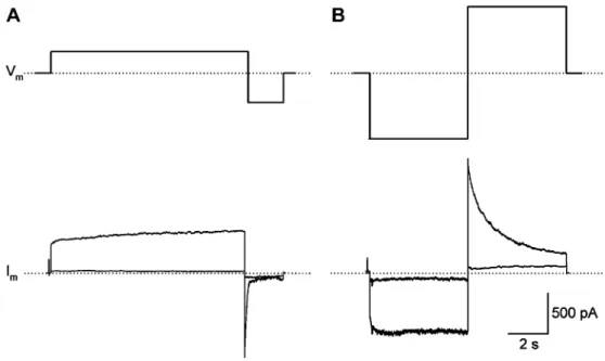 Fig. 1 Recruitment of extra currents. a Upper panel: pulse protocol. Starting from 0 mV, V m was depolarized to 30 mV for 10 s (prepulse), then  hyper-polarized to − 40 mV for 2 s (test pulse)