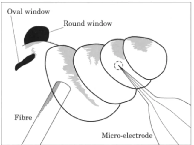Fig.  1.  View of the operation field. 
