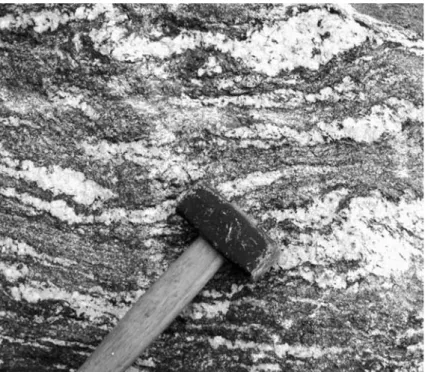 Fig. 4 Photograph showing the migmatized orthogneiss of West Rhodope, of which a leucosome (sample RHO21, see Fig