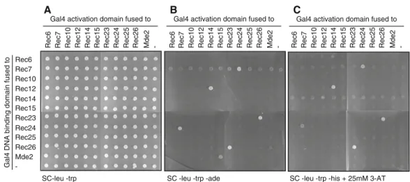 Table 2).Rec14Rec24Rec7Rec6Rec10Rec12Rec15Rec23Rec25Rec26Mde2Gal4 DNA binding domain fused to