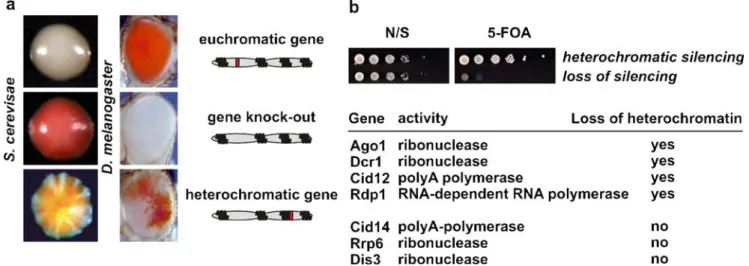 Fig. 1 Chromatin-dependent gene silencing. a Two examples dem- dem-onstrating variegated expression of a gene upon packaging into a heterochromatic structure