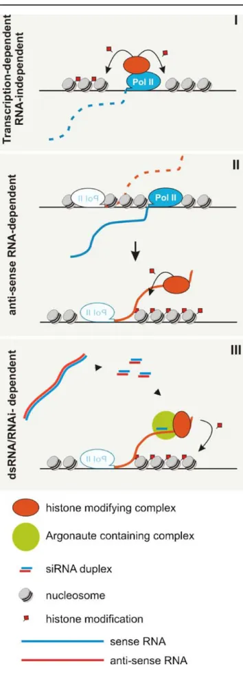 Fig. 3 Chromatin-dependent gene silencing mechanisms operate at a transcriptional and/or posttranscriptional level