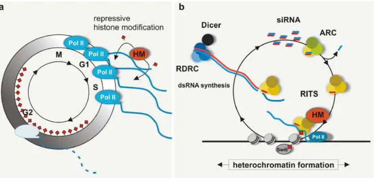 Fig. 4 Cell cycle-specific transcriptional activity within heterochro- heterochro-matin