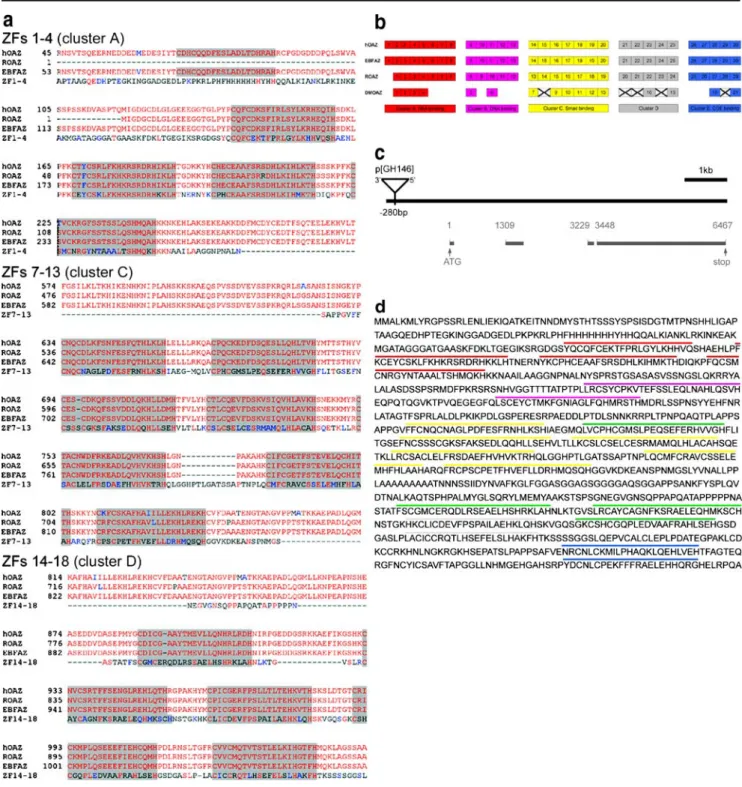 Fig. 1 Protein sequence and ZF organization of DmOAZ and sequence alignment with vertebrate members of the OAZ protein family