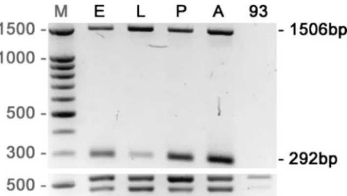Fig. 2 Transcription of dmOAZ in the wild-type Canton S and in the mutant dmOAZ 93 of D