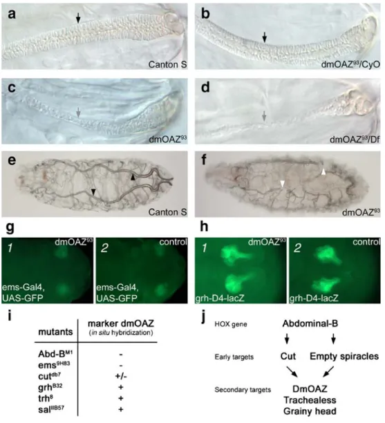 Fig. 6 a – h Structural and functional mutant phenotypes in the posterior spiracle and tracheae, i summary of dmOAZ expression in different mutant background, and (j) proposed model of genetic control of posterior spiracle development