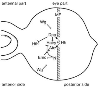 Fig. 2. Morphogenetic furrow (MF) in the eyeantennal disc of a third instar larva and factors that govern its progression.