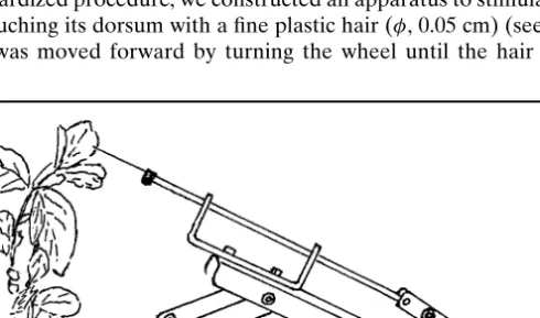 Fig. 1. Apparatus used in experiment 2 to simulate repeated predator attacks by touching the aphid with a fine hair.